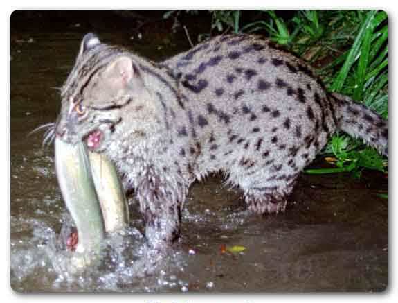 West Bengal State animal, Fishing cat, Prionailurus viverrinus